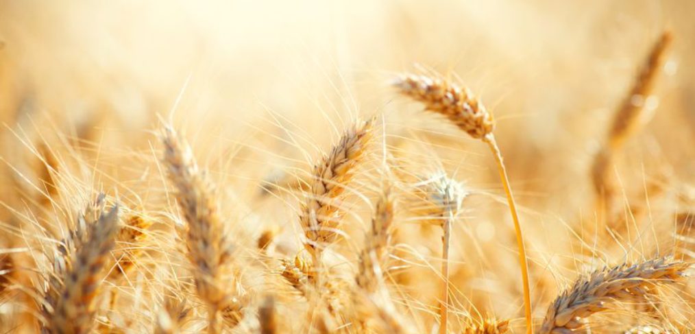 wheat-grain-eat bread 90