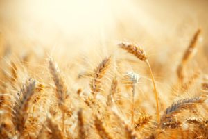 wheat-grain-eat bread 90