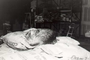 This was Greta taking her naps in between catching rodents at the bakery. Greta left the bakery in the '80s and has since passed on.